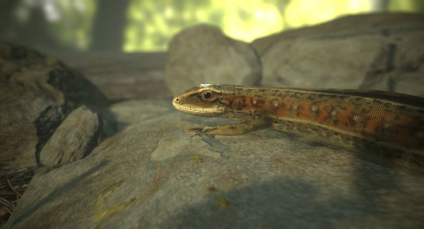 Lizard Lacerta Vivipara