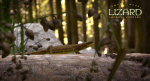 Lizard Lacerta Vivipara