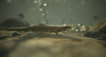 Lizard Lacerta Vivipara