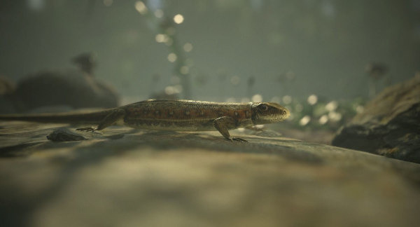 Lizard Lacerta Vivipara