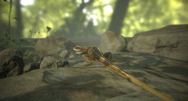 Lizard Lacerta Vivipara