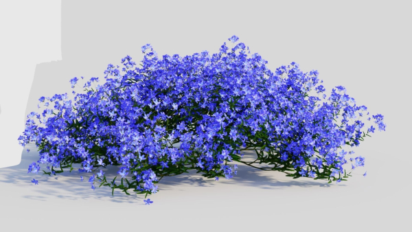 Lobelia erinus a