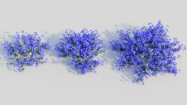 Lobelia erinus a