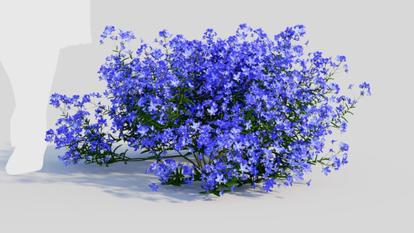 Lobelia erinus a