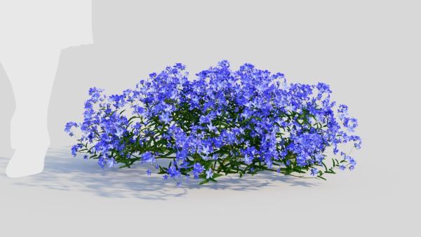 Lobelia erinus a