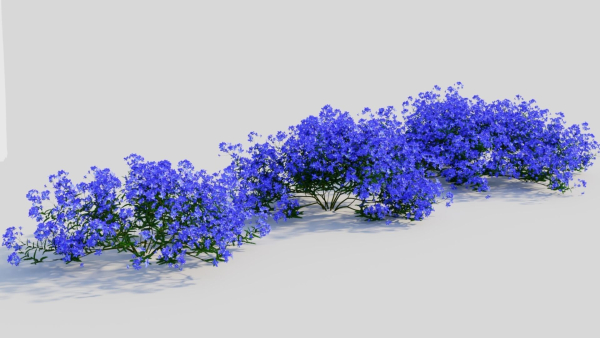Lobelia erinus a