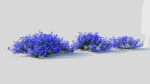 Lobelia erinus a