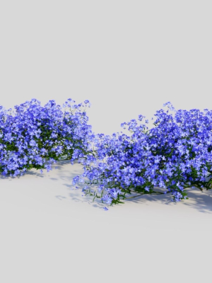 lobelia-erinus-a-3d-model-f3a8407122