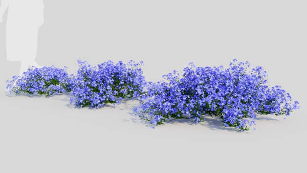 Lobelia erinus a