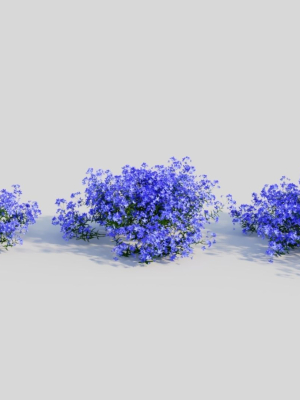 Lobelia erinus a