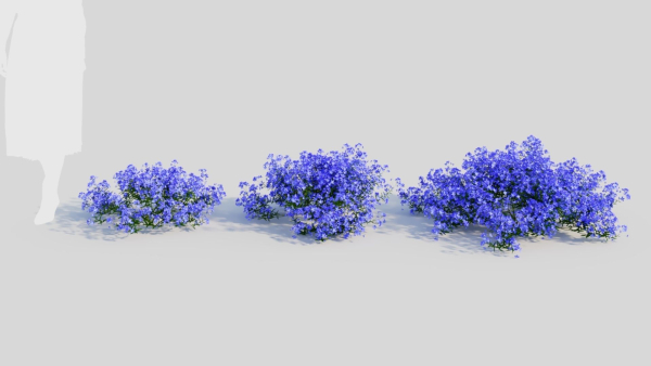 Lobelia erinus a