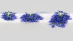 Lobelia erinus b
