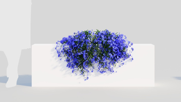 Lobelia erinus b