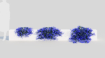 Lobelia erinus b