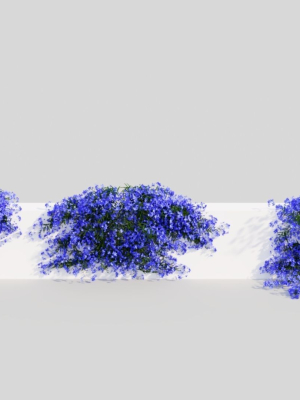 Lobelia erinus b