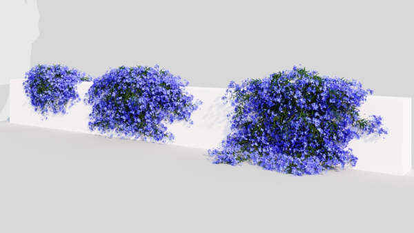 Lobelia erinus b
