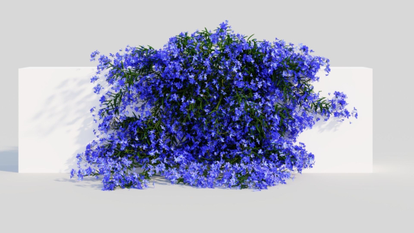 Lobelia erinus b