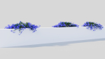 Lobelia erinus b