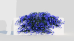 Lobelia erinus b