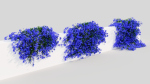 Lobelia erinus b