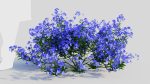Lobelia erinus c
