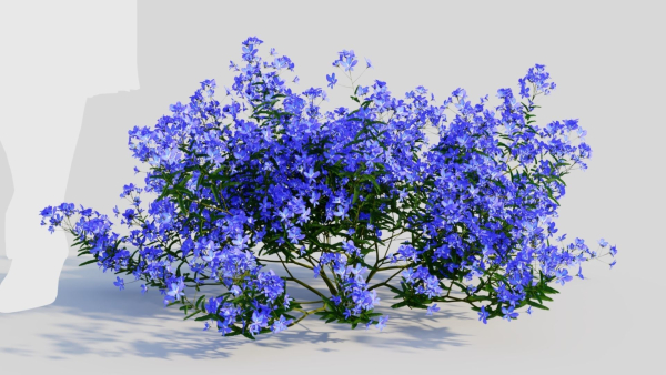 Lobelia erinus c