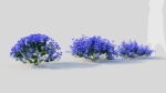 Lobelia erinus c