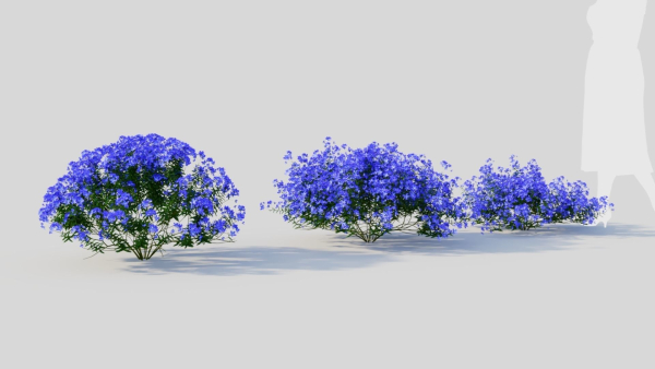 Lobelia erinus c