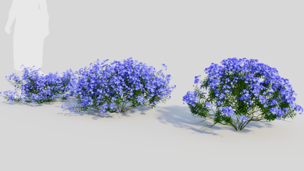 Lobelia erinus c