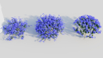 Lobelia erinus c