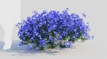 Lobelia erinus c