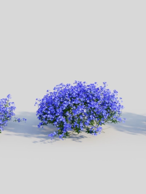 Lobelia erinus c