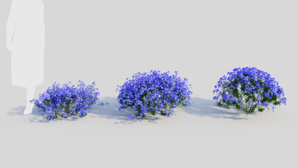Lobelia erinus c
