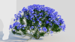 Lobelia erinus c