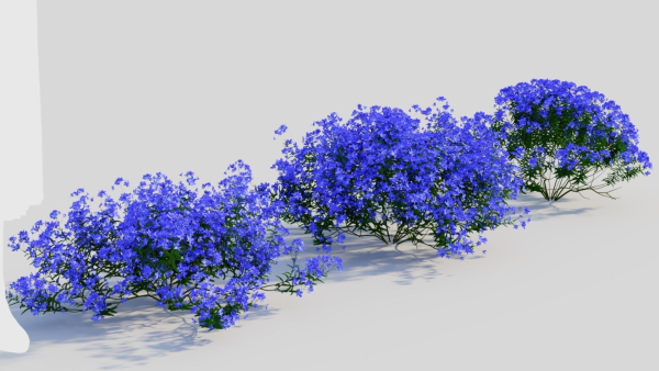 Lobelia erinus c