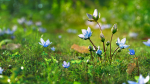 Lomatogonium Collection vol02