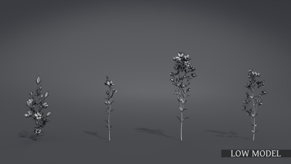 Lomatogonium Collection vol02