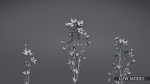 Lomatogonium Collection vol02