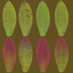 Lomatogonium Collection vol02