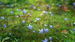 Lomatogonium Collection vol02
