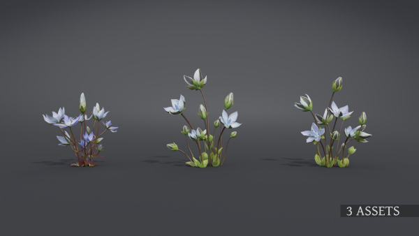 Lomatogonium Collection vol02