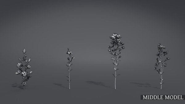 Lomatogonium Collection vol02