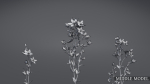 Lomatogonium Collection vol02