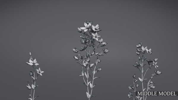 Lomatogonium Collection vol02