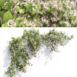 Lonicera climbing flowering 01