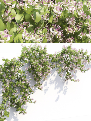 lonicera-climbing-flowering-01-3d-model-451339454b