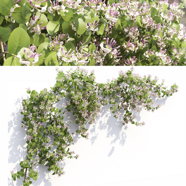 Lonicera climbing flowering 01