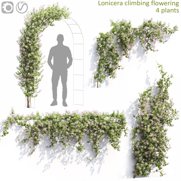 Lonicera climbing flowering 01