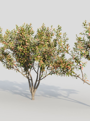 loquat-b-3d-model-07fc369590
