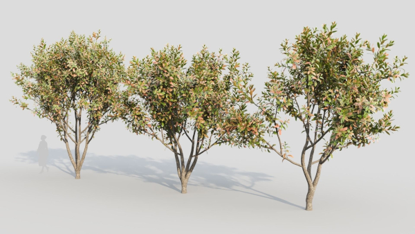 Loquat b